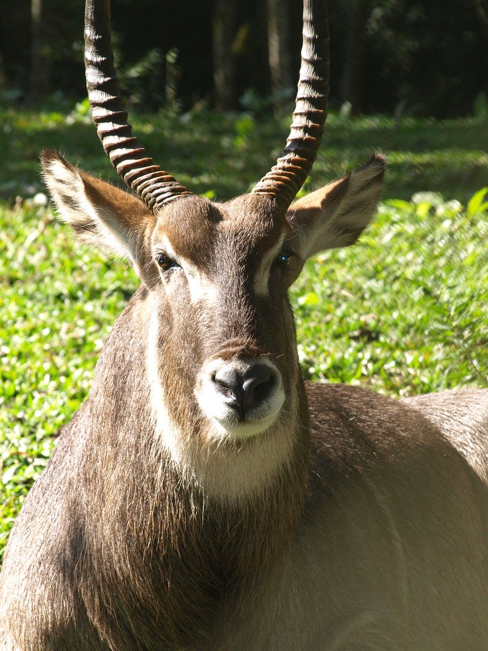  impala